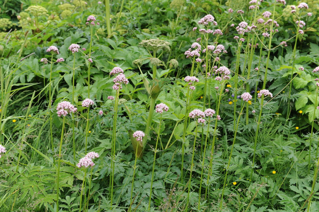 Valeriana sambucifolia